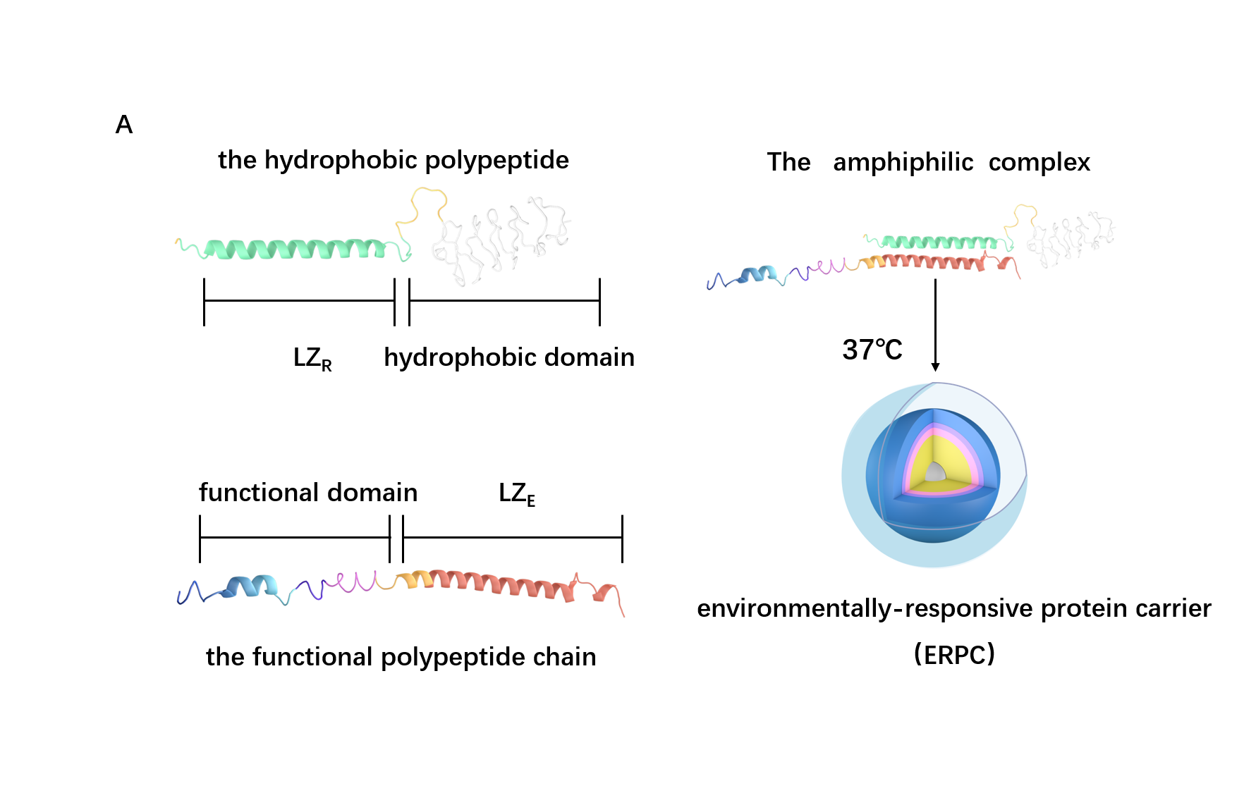 Figure 1. the overall process of ERPC formation.